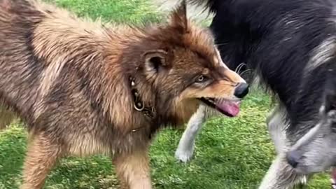 Two monster german shephrd playing in the garden | german shephard training