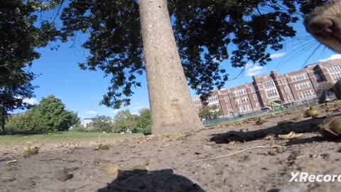 SQUIRREL WITH GO PRO CAMERA 🤣