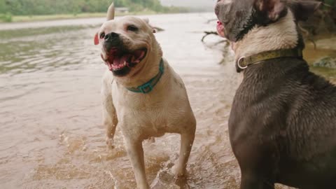 Two dogs playing in the river water new video