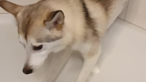 Doggy Walks up Wall to Avoid a Shower