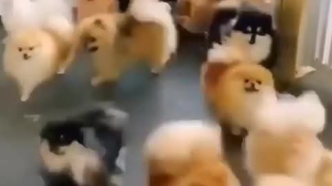 Dozens of Pomeranian DOG running for food! DOG lunch time