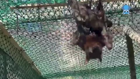 Rescuing a flying-fox trapped in a narrow passageway this is Zello