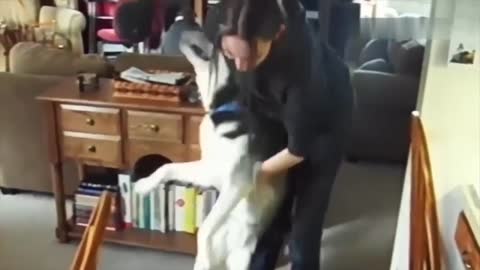 Emotional Dogs Meet Owners After A Long Time ❤️