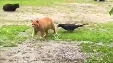 Best Most entertaining Creature Recordings 2024 😅 - Interesting Felines And Canines Recordings #3 😂