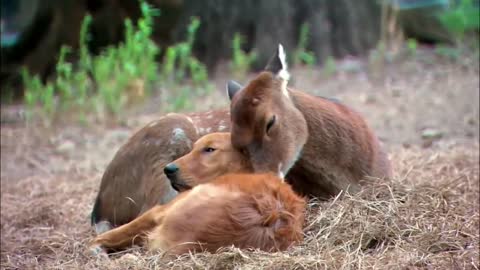 Unlikely Animal Friends! 'Friends Furever' Commercial - Google Android