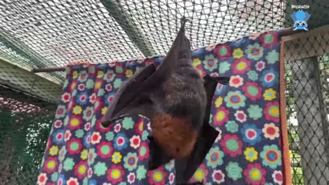 Flannery, day 3; a young Red Necked Wallaby joey gets his second chance..mp4