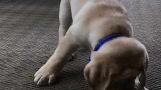 Labrador puppy attacks scary ice cube