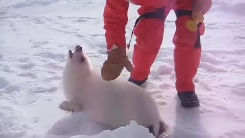 Baby seal squeals