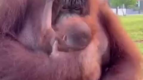 Orangutan 🦧 One Of The Most Intelligent Animals In The World