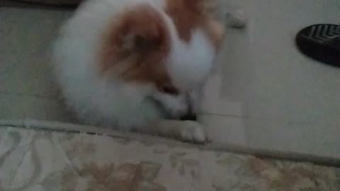 Cachorro fofinho acordando seu dono