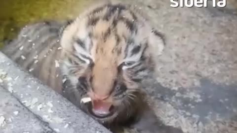 Siberian tiger cubs and a proud mom