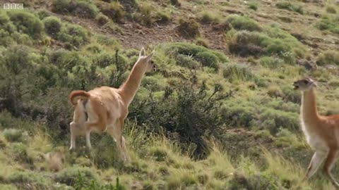 Brutal Fight for Dominance among Guanacos | Wild Fight | Mysterious Wildlife