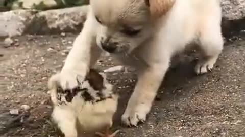 Lovely and funny animals Lovely dog videos 2021 51 I'll_