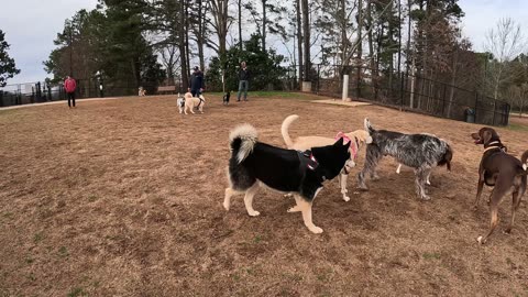 Dog Park TV Human drama in the dog park