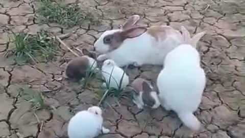 Rabbit rearing in the village