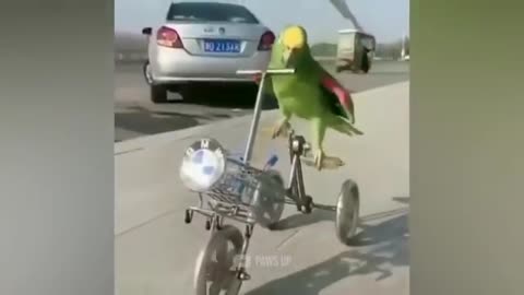 Funny Parrot on the media