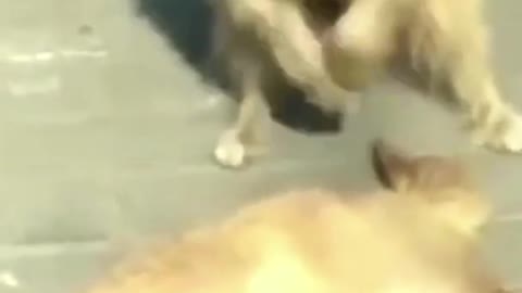 Funny Dog Clip