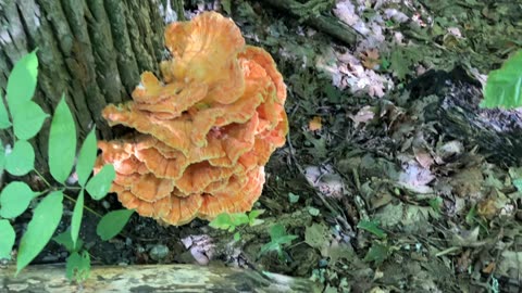 Chicken of The Woods