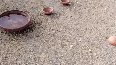 Pigeon 🐦 Video By Kingdom of Awais