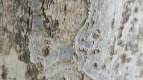 The first perspective of a small creature climbing a tree