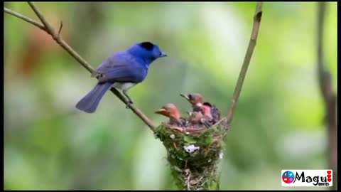 A bird mother's love for her children