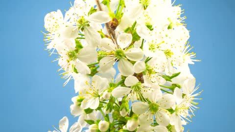 White flowers on a branch blossoming