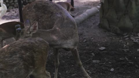 Portrait of a young deer and a pigeon flock on a nature