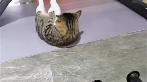 Best Funny Videos 2022 😂 - Funniest Cat Excise funny