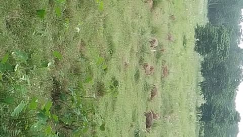 Animals spotted deer 🦌