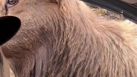 Young Elk Inspects Car