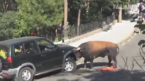 WILD BUFFALO ! FUNNY ANIMAL VIDEO # SHORTS !!!!