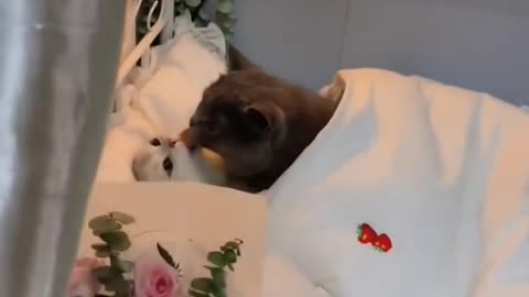 Cat romance video