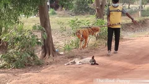 Funny Prank With Fake Tiger and Dogs-Funny Video-Toy Tiger