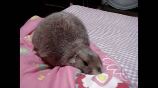 Gopher Belyashik scratches a blanket