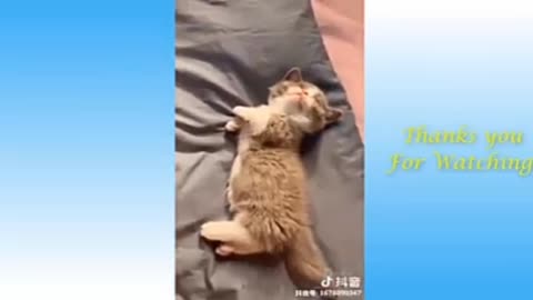 Rumble/cat ,Cat sleep best funny ,best video viral