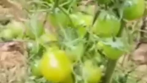 Fruits and beautiful videos of fruit