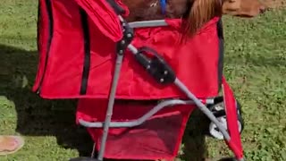 Pet Stroller - 4 Wheel Pet Stroller - Pet Carrier