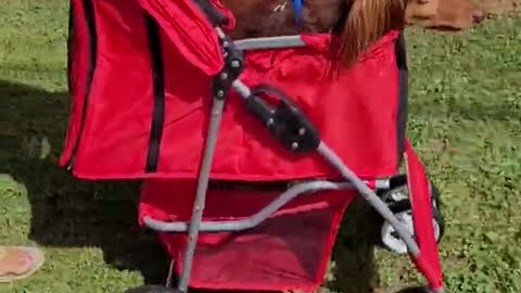 Pet Stroller - 4 Wheel Pet Stroller - Pet Carrier