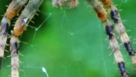 Close-up of a spider / a beautiful animal in a web.