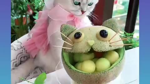 Cat fanny beautiful video so cute super excellent catt.