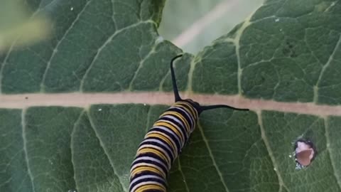 Monarch Butterfly Caterpillar