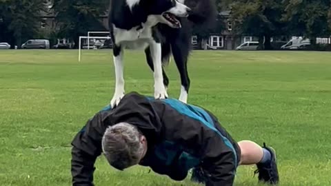 Border Collie Helps With Push-Ups