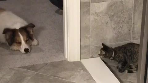 Cat fails at scaring sleeping dog