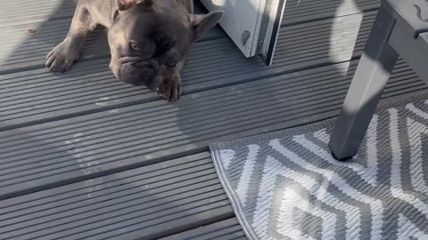 Naughty Frenchie Pees on Laundry