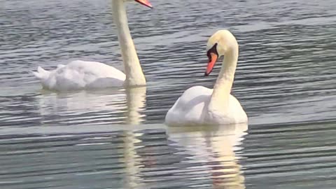 Beautiful swans by the river / beautiful animals.