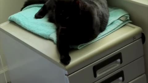 Cute Precious Piper Waits to Have Her Spa Floor Fixed - Adopting a Cat from a Shelter Vlog #shorts