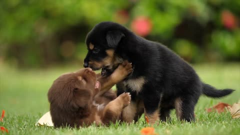 Puppy's lovely fight🐶🐶🐶🐾🐾😊😊