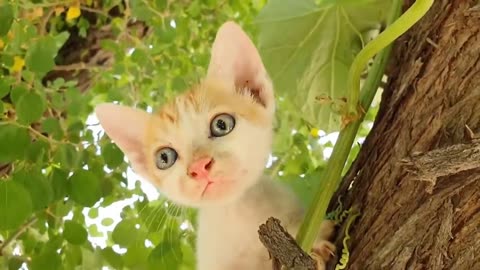 Kucingku telu kabeh lemu lemu, Kucing lucu meong meong, Lagu Anak Terpopuler, lagu anak Indonesia