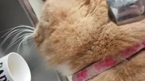 Orange cat licks water from sink faucet