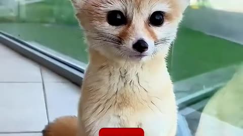 Cutest animal that you never seen before